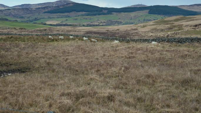 苏格兰偏远乡村的绵羊和羔羊