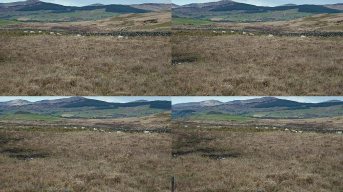 苏格兰偏远乡村的绵羊和羔羊