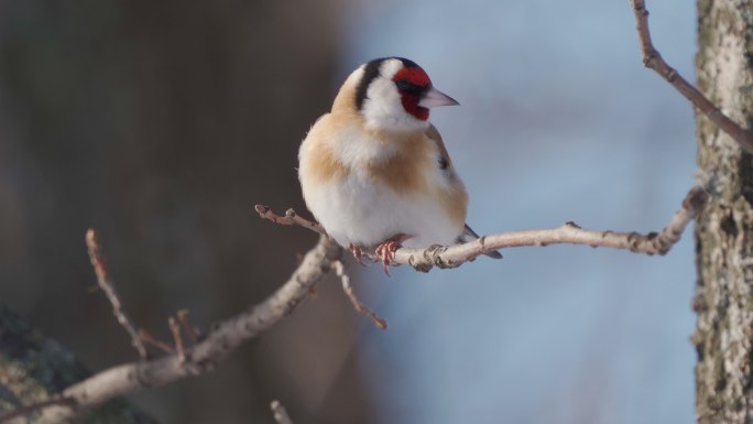 鸟——在一个阳光明媚的冬日，欧洲金翅雀（Carduelis Carduelis）坐在树枝上。