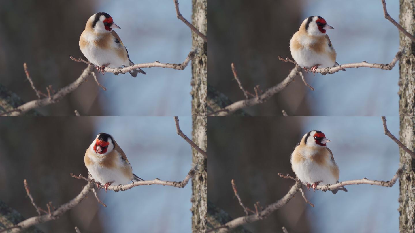 鸟——在一个阳光明媚的冬日，欧洲金翅雀（Carduelis Carduelis）坐在树枝上。