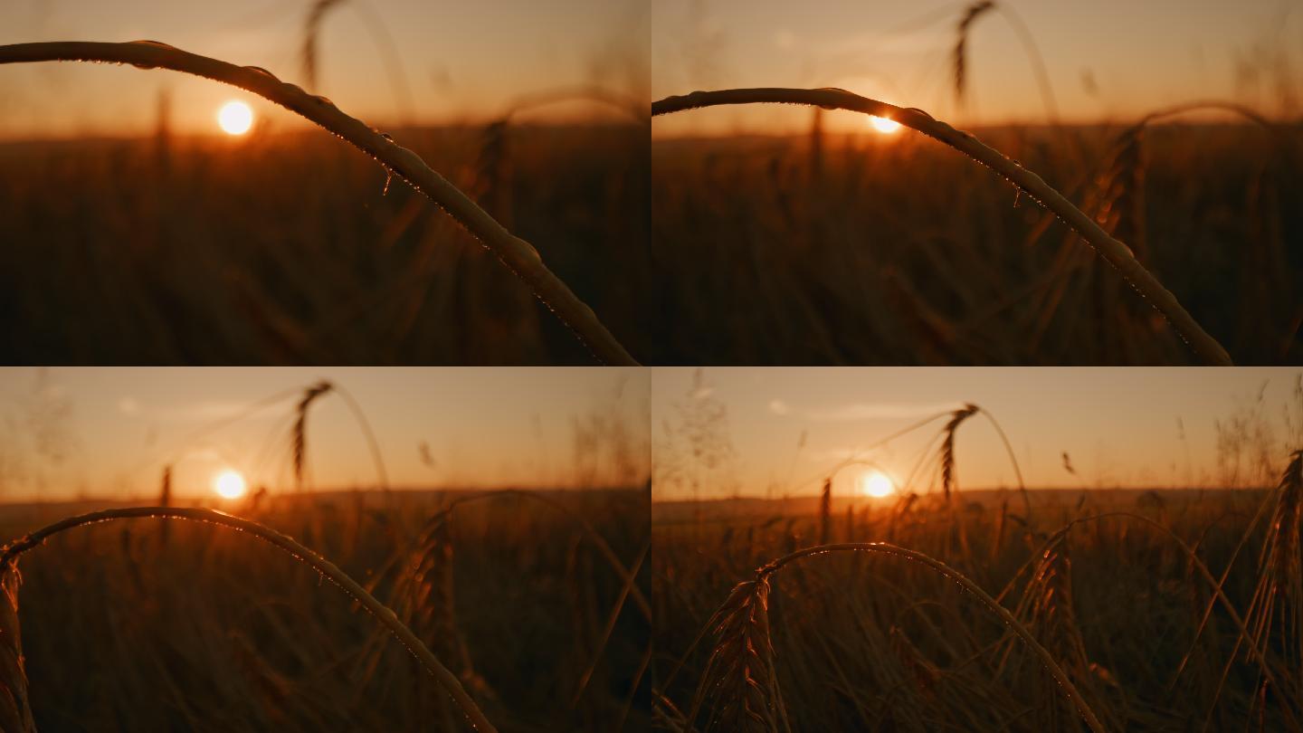 日出时小麦穗上的露水