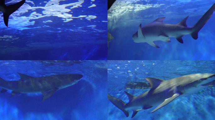 鲨鱼大白鲨凶猛鱼类深海 (4)