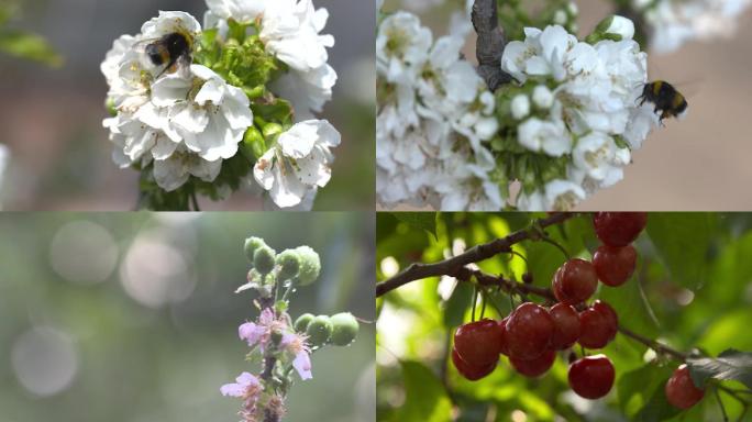 樱桃种植与采收蜜蜂授粉
