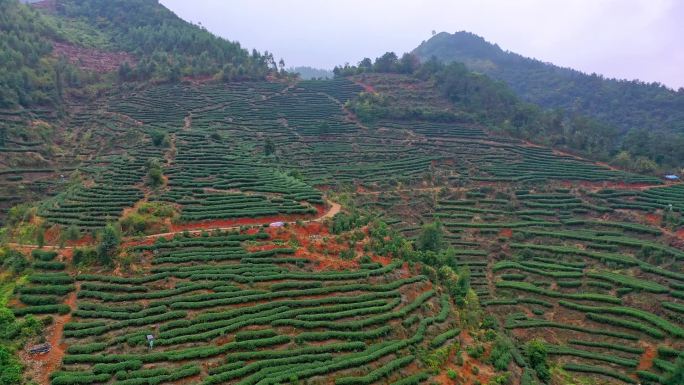 福建茶山