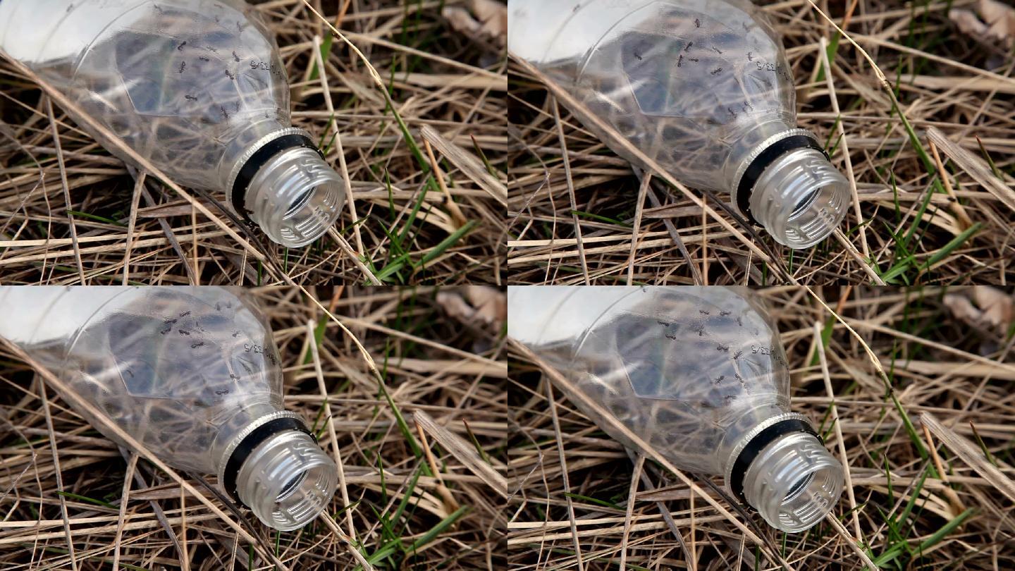 蚂蚁在塑料瓶里奔跑