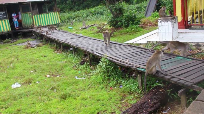 猴子生活在印度尼西亚南加里曼丹岛凯邦岛的天然森林中