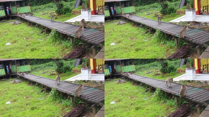 猴子生活在印度尼西亚南加里曼丹岛凯邦岛的天然森林中