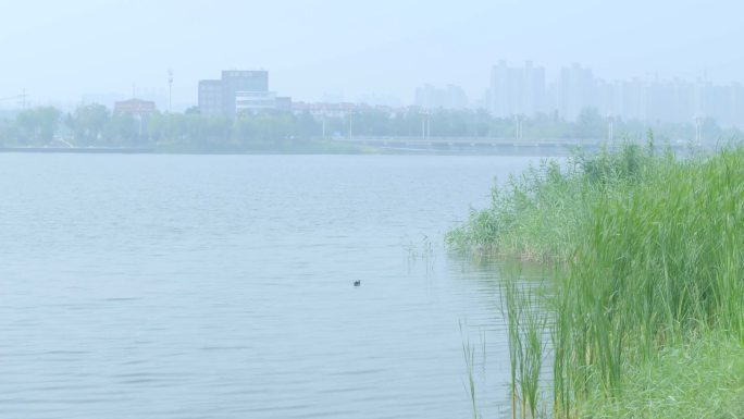 湖边的野草