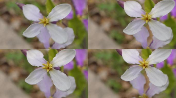 微距野花紫色藕荷色小花朵 (1)