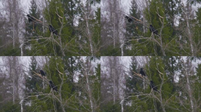 白俄罗斯秋天，普通的乌鸦吃树皮