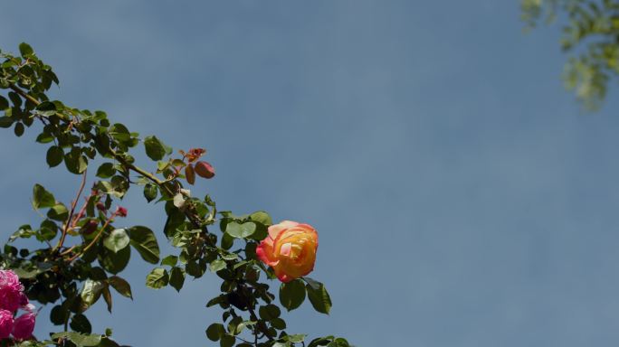 风中的蔷薇花