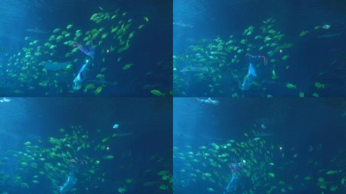 潜水员水下表演美人鱼海底 (5)