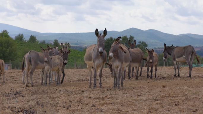 托斯卡纳的风景和乡村：田野里的驴子