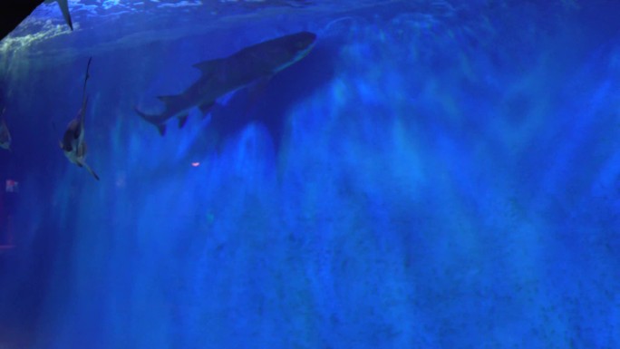 鲨鱼大白鲨凶猛鱼类深海 (6)