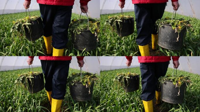 后视图：一位面目全非的老农提着一个桶，桶里装满了玉米和草，正在穿过温室