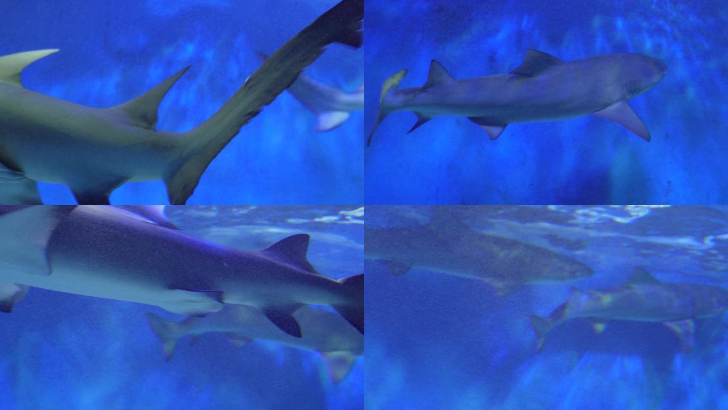 鲨鱼大白鲨凶猛鱼类深海 (5)