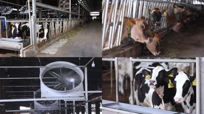 生态奶牛养殖场空镜2