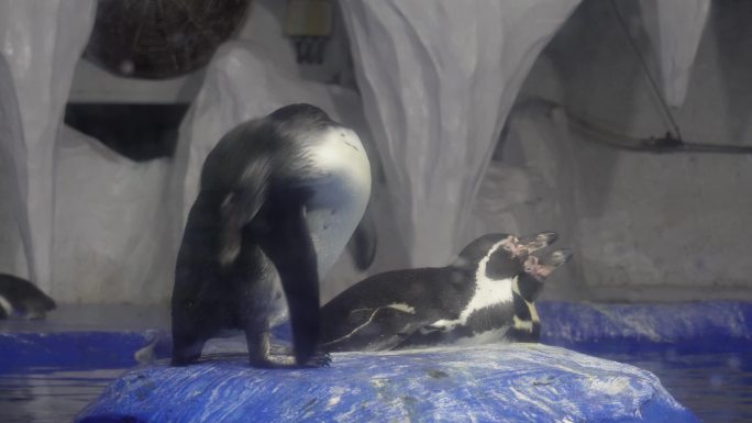 水族馆里的帝王企鹅南极 (4)