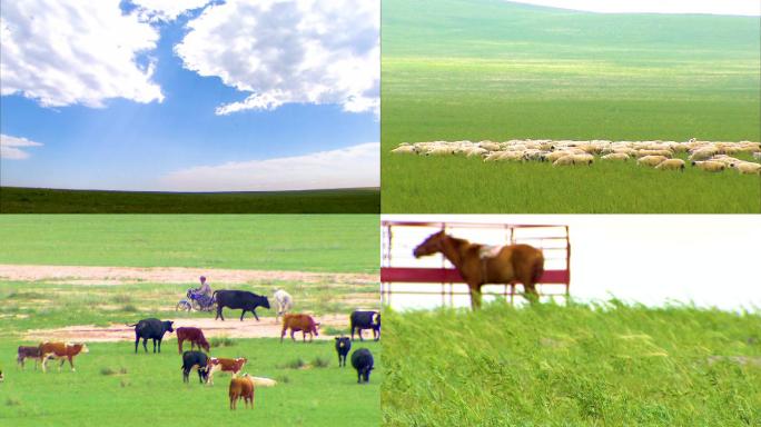 草原生活 草场放牧 羊群进食 美好生活