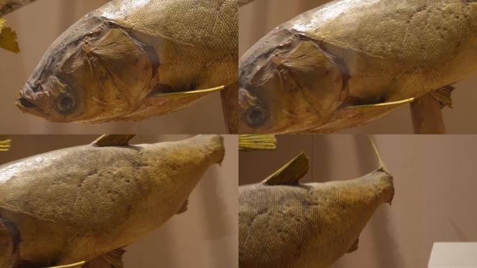 鱼类标本鱼类雕塑雕像 (4)~1