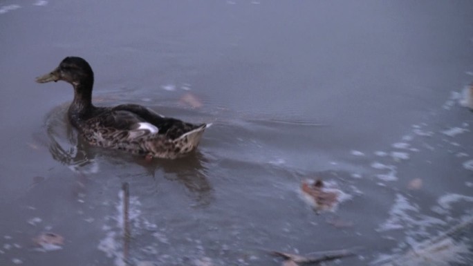 鸭子在污染水域的戏剧性同居和适应