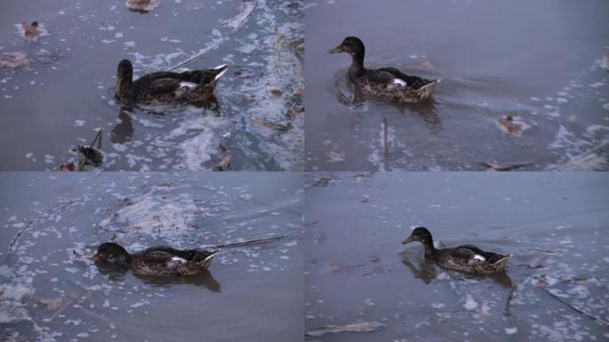 鸭子在污染水域的戏剧性同居和适应