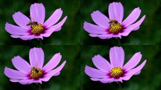 斯洛莫蜜蜂从紫罗兰花上起飞
