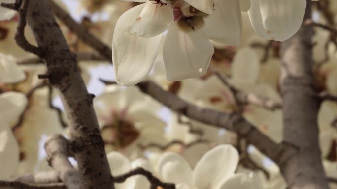盛开的白色玉兰花花瓣花朵 (5)