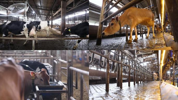 生态奶牛养殖场空镜3