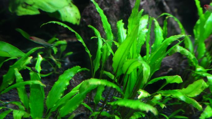 水草水族箱鱼缸造景青苔黄金胡子 (6)