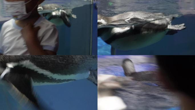 水中游动的企鹅有用 (4)