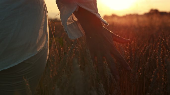 斯洛莫年轻女子在夕阳下穿过田野时抚摸麦穗。