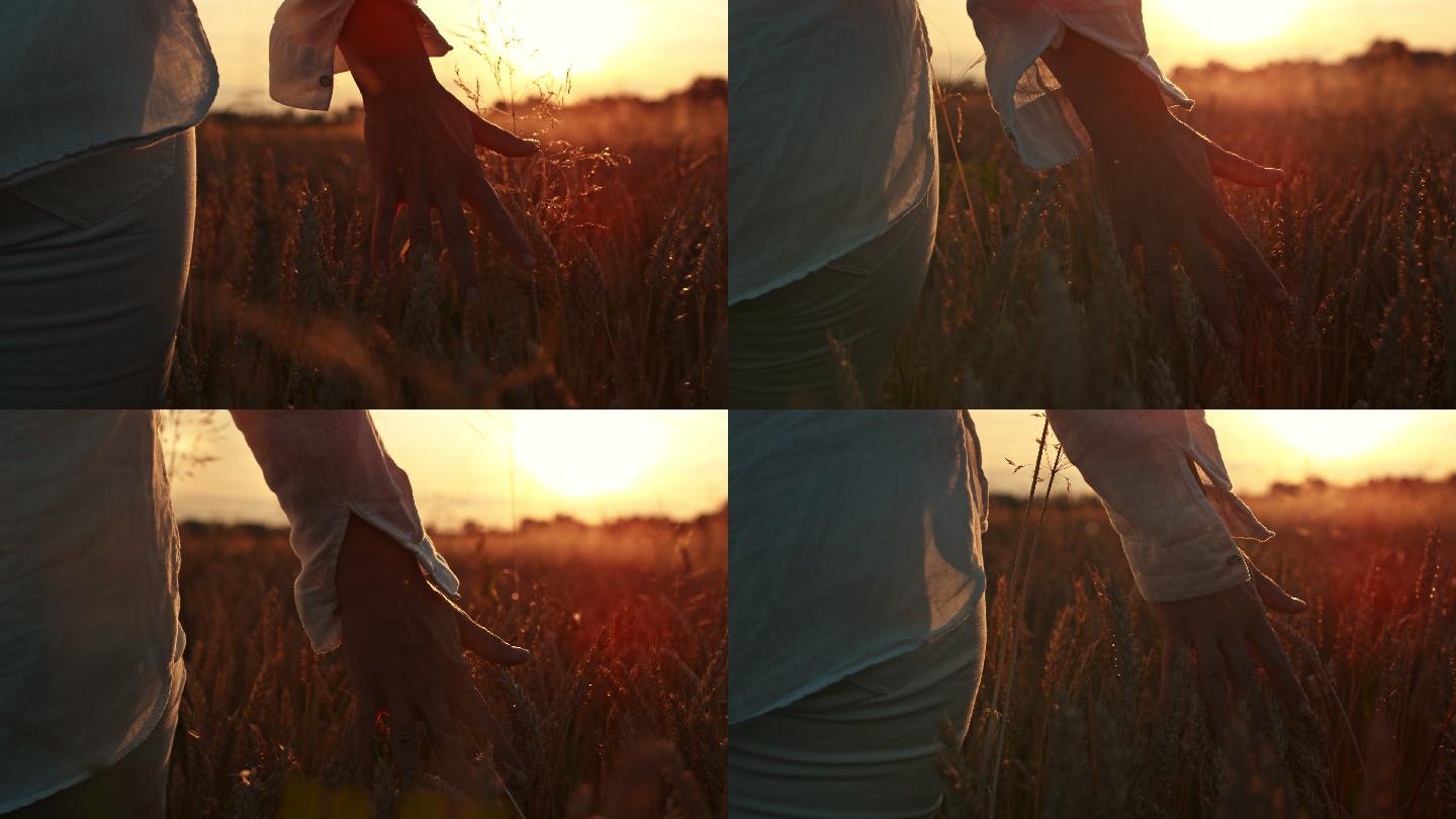 斯洛莫年轻女子在夕阳下穿过田野时抚摸麦穗。