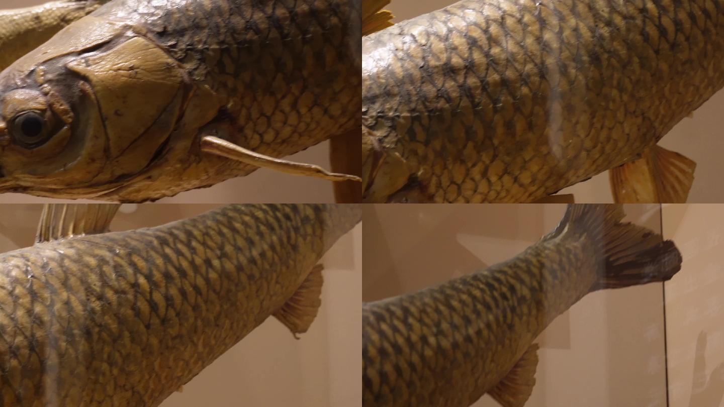 鱼类标本鱼类雕塑雕像 (5)~1