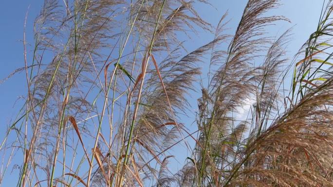 蓝天白云，阳光植物，芦苇草丛