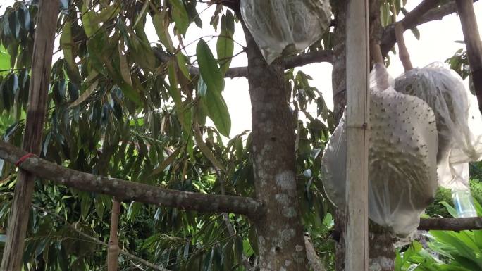 热带森林里榴莲树上的果实