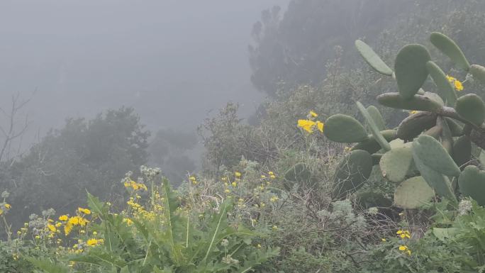 在特内里费岛的云层中徒步旅行