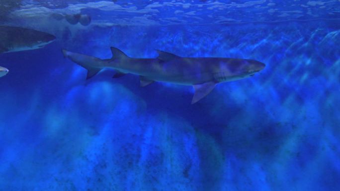 鲨鱼大白鲨凶猛鱼类深海 (1)