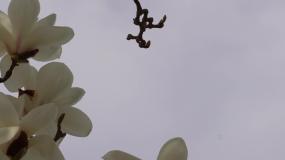 盛开的白色玉兰花花瓣花朵 (6)视频素材