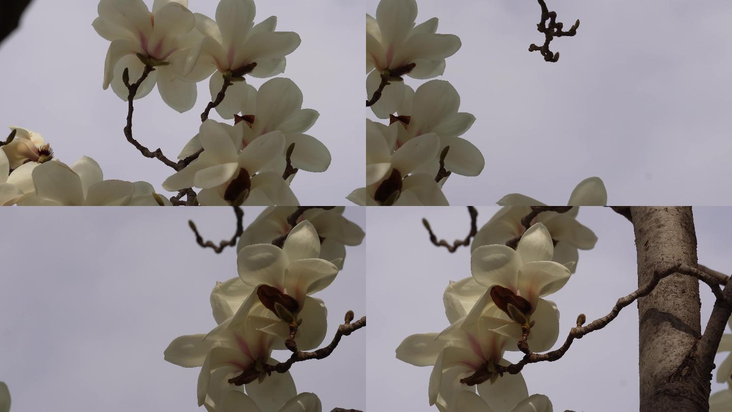 盛开的白色玉兰花花瓣花朵 (6)
