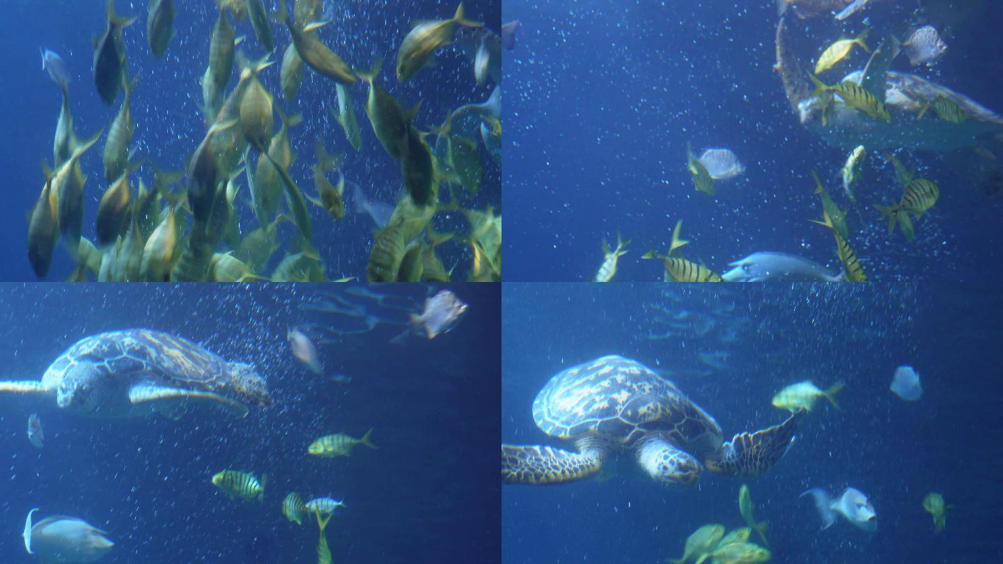 深海海龟乌龟水龟海底 (2)