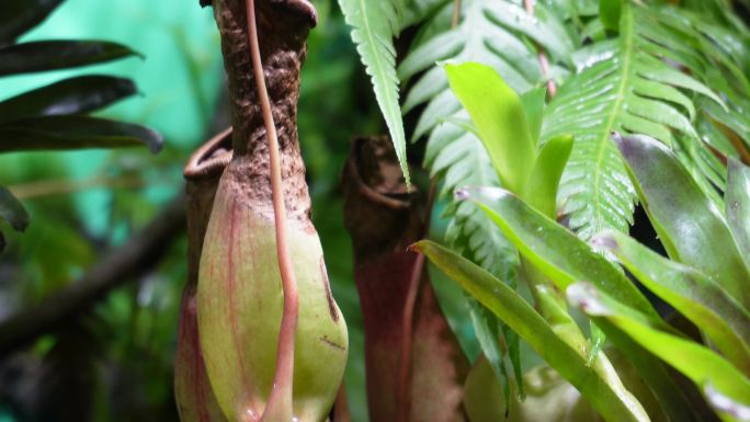 猪笼草食虫草珍稀植物热带雨林造景 (9)