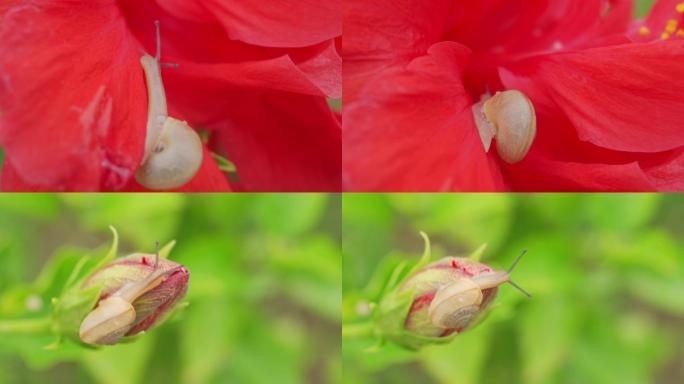 一只蜗牛在一朵大红花瓣上爬行