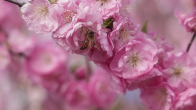 榆叶梅 丁香花  花  春季  镜头成组