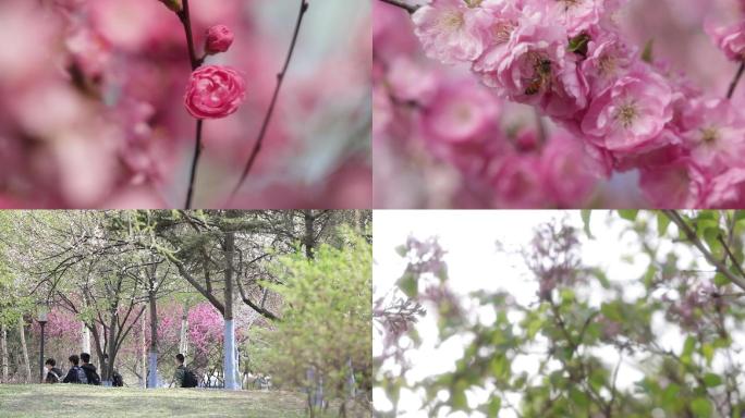 榆叶梅 丁香花  花  春季  镜头成组