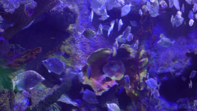 深海鱼群小鱼水下海底世界 (3)