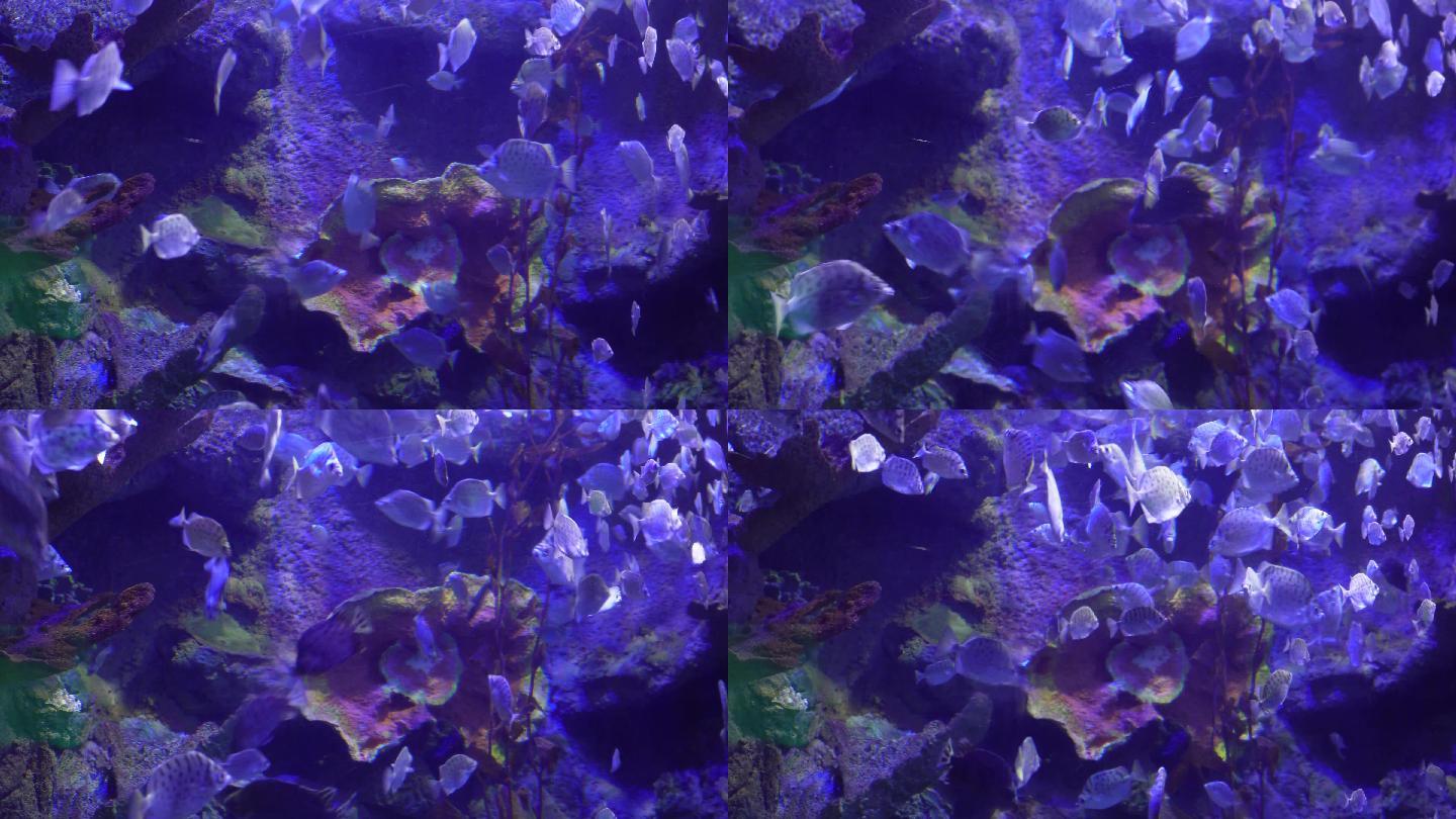 深海鱼群小鱼水下海底世界 (3)