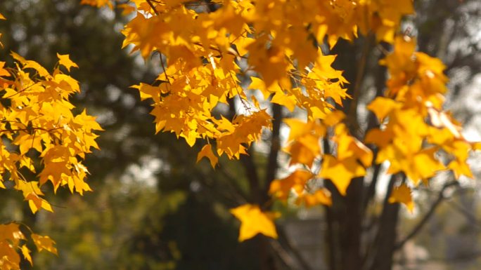 阳光下黄色枫叶的枝条