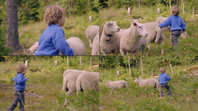 小男孩在大自然中玩羊