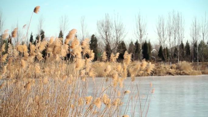 冬季结冰的湖边随风飘荡的芦苇